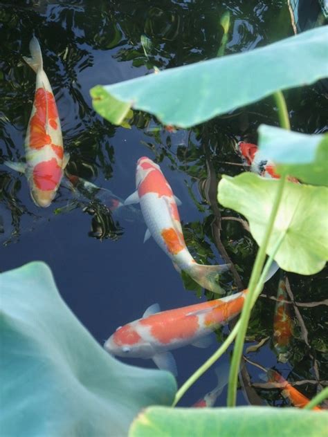 鯉魚養幾隻